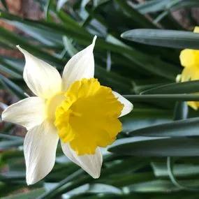 Topolino Daffodil (Narcissus Topolino) Img 2